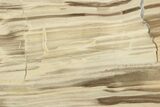 Polished Oligocene Petrified Wood (Pinus) - Australia #247848-1